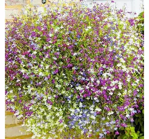 Лобелія ампельна Суміш 0,1 г Лобелія ампельна Суміш 0,1 г