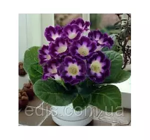 Глоксинія Hollywood (Голівуд) 1 бульба Глоксинія Hollywood (Голівуд) 1 бульба