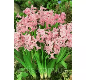Гіацинт багатоквітковий Pink Festival (Пінк Фестівал) 1 цибулина (калібр 16/17 - великий) Гіацинт багатоквітковий Pink Festival (Пінк Фестівал) 1 цибулина (калібр 16/17 - великий)