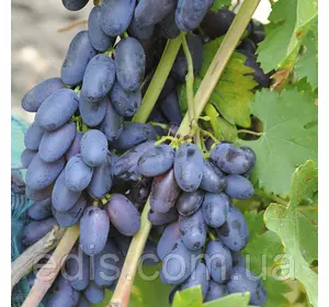 Виноград Академік Виноград Академік