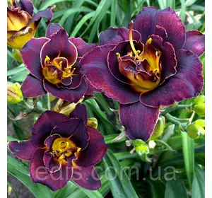 Лілейник Voodoo Dancer в контейнері Лілейник Voodoo Dancer в контейнері