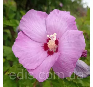Гібіскус деревовидний Ліловий Гібіскус деревовидний Ліловий