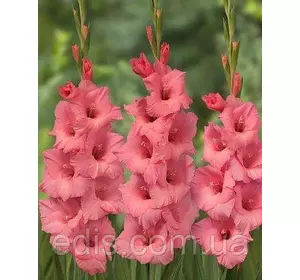 Гладіолус Fortarosa 3 шт./уп., великоквітковий Гладіолус Fortarosa 3 шт./уп., великоквітковий