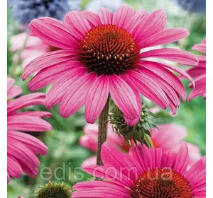 Ехінацею Purpurea Ехінацею Purpurea