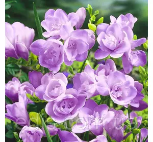 Фрезія махрова пурпурна 5 цибулин Фрезія махрова пурпурна 5 цибулин