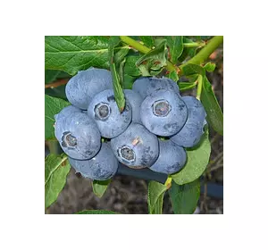 Лохина Патріот (середньорання) Лохина Патріот (середньорання)