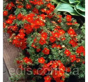 Перстач чагарниковий Marian Red Robin (Меріен Ред Робін) у контейнері 2 л Перстач чагарниковий Marian Red Robin (Меріен Ред Робін) у контейнері 2 л