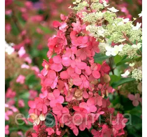 Гортензія волотиста Pink Queen (Пінк Куін) у контейнері 0,5 л Гортензія волотиста Pink Queen (Пінк Куін) у контейнері 0,5 л