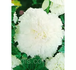 Бегонія бульбова Фимбриата Біла, 1 бульба Бегонія бульбова Фимбриата Біла, 1 бульба