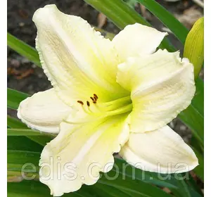 Лілійник Artic Snow Лілійник Artic Snow