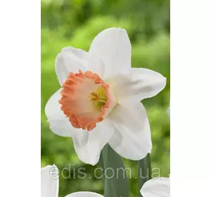 Нарцис Корончатий Pink Pride (Пінк Прайд) 2 цибулини Нарцис Корончатий Pink Pride (Пінк Прайд) 2 цибулини