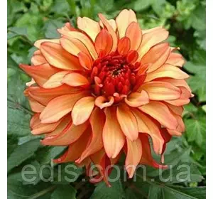 Жоржина низькоросла Gallery Art Deco Жоржина низькоросла Gallery Art Deco