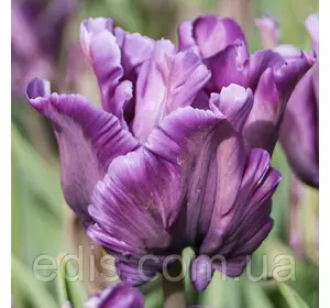 Тюльпан попугайный Blue Parrot 3 цибулинки Тюльпан попугайный Blue Parrot 3 цибулинки