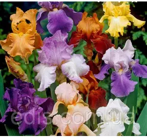 Колекція 25 сортів ірисів високих бородатих Колекція 25 сортів ірисів високих бородатих
