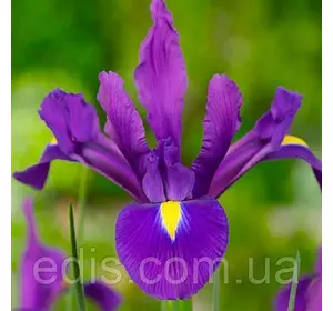 Ірис голландський (Ксифіум) Romano (Романо) 3 цибулини Ірис голландський (Ксифіум) Romano (Романо) 3 цибулини