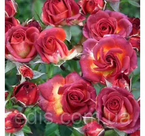 Троянда бордюрна Браун Шугер (Brown Sugar) Троянда бордюрна Браун Шугер (Brown Sugar)