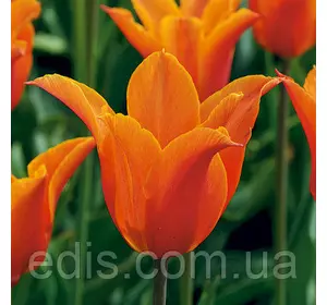 Тюльпан лілієвидний Ballerina (Балерина) 3 цибулини Тюльпан лілієвидний Ballerina (Балерина) 3 цибулини