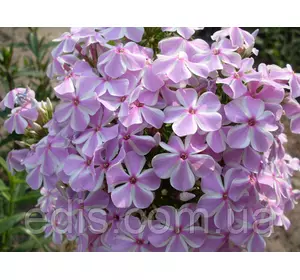 Флокс волотистий All in One (Ол ін Ван), кореневище Флокс волотистий All in One (Ол ін Ван), кореневище