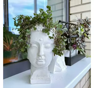 Каллізія дрібнолиста (Callisia repens) Р8 Каллізія дрібнолиста (Callisia repens) Р8