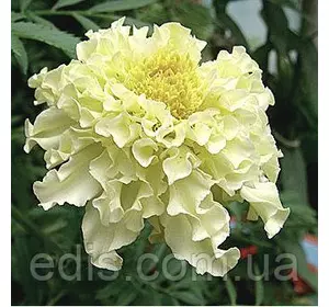 Чорнобривці Кіліманджаро 0,5 г, насіння Яскрава Чорнобривці Кіліманджаро 0,5 г, насіння Яскрава