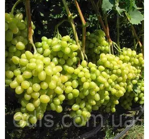 Виноград Аркадія (ранній) Виноград Аркадія (ранній)
