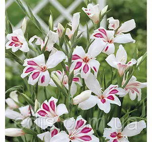 Гладіолус nanus Prins Claus мініатюрний 10/12, 3 цибулини/пач. Гладіолус nanus Prins Claus мініатюрний 10/12, 3 цибулини/пач.