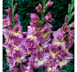 Гладіолус гофрований Sunbelt (Санбелт) 3 шт/уп Гладіолус гофрований Sunbelt (Санбелт) 3 шт/уп