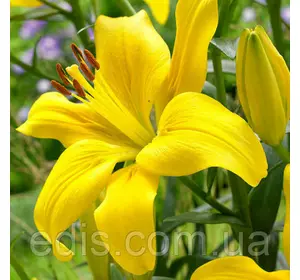 Лілія азіатська Yellow County (Єллоу Каунті) 12/14 цибулини Лілія азіатська Yellow County (Єллоу Каунті) 12/14 цибулини