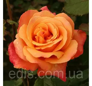 Троянда Лоліта (Lolita) чайно-гібридна Троянда Лоліта (Lolita) чайно-гібридна