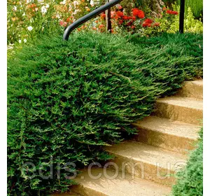 Ялівець Repanda (Репанда) у контейнері 1 л Ялівець Repanda (Репанда) у контейнері 1 л