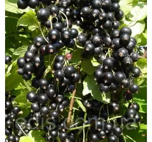 Смородина чорна Титанія (средньостигла) Смородина чорна Титанія (средньостигла)