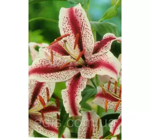 Лілія орієнтальна тигрова Dizzy (Діззі) 1 цибулина 12/14 Лілія орієнтальна тигрова Dizzy (Діззі) 1 цибулина 12/14