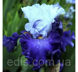 Ірис бородатий Give Me Wings Ірис бородатий Give Me Wings