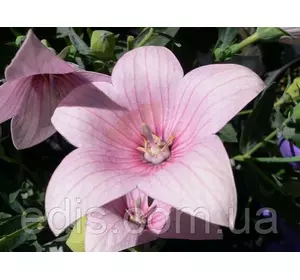 Платикодон Shell Pink (широкодзвоник високий) Платикодон Shell Pink (широкодзвоник високий)