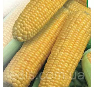 Кукурудза гібрид Белозорский F1 1кг. Кукурудза гібрид Белозорский F1 1кг.