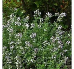 Чебрець лимоннопахнучий, саджанці Чебрець лимоннопахнучий, саджанці
