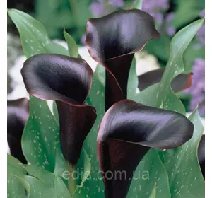 Калла Odessa 1 бульба 12/14 Калла Odessa 1 бульба 12/14