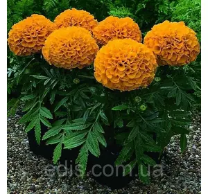 Чорнобривці низькорослі Antigua Orange F1 5 насінин в оболонці, Яскрава PREMIUM Чорнобривці низькорослі Antigua Orange F1 5 насінин в оболонці, Яскрава PREMIUM