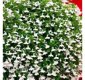 Лобелія ампельна Білий каскад 0,1 г Лобелія ампельна Білий каскад 0,1 г