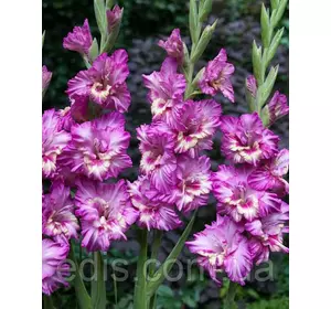 Гладіолус гофрований Shady Frizzle 3 шт./уп. Гладіолус гофрований Shady Frizzle 3 шт./уп.