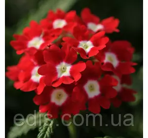 Вербена гібридна Червона 0,1 г, насіння Яскрава Вербена гібридна Червона 0,1 г, насіння Яскрава