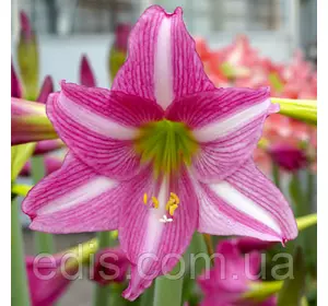 Гіппеаструм простий Estella (Естелла) 1 цибулина 24/26 Гіппеаструм простий Estella (Естелла) 1 цибулина 24/26