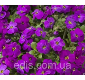 Обрієта бузкова, 1 кущ Обрієта бузкова, 1 кущ