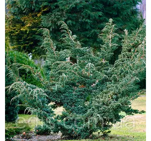 Ялівець Meyeri (Мейері) у контейнері Ялівець Meyeri (Мейері) у контейнері