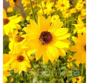 Соняшник багаторічний Монарх Соняшник багаторічний Монарх