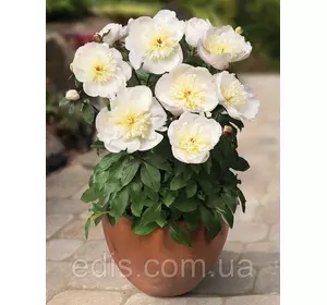 Півонія низькоросла Madrid ( Мадрид ) кореневище в пакеті Півонія низькоросла Madrid ( Мадрид ) кореневище в пакеті