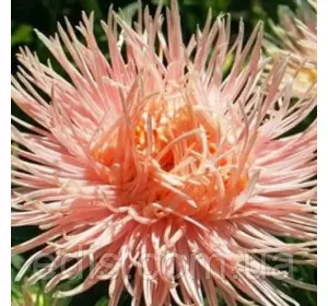 Айстра голчаста Кларен 0.3 г насіння Яскрава Айстра голчаста Кларен 0.3 г насіння Яскрава