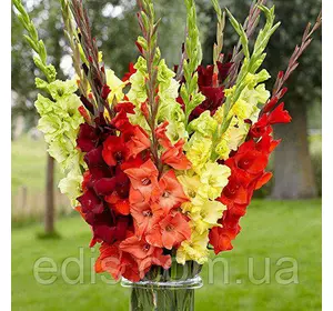 Набір гладіолусів Захід сонця, 7 цибулин Набір гладіолусів Захід сонця, 7 цибулин