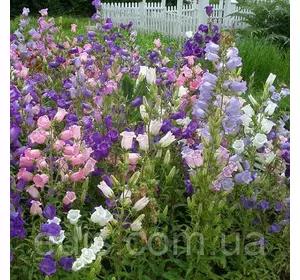 Дзвіночок середній суміш забарвлень Дзвіночок середній суміш забарвлень