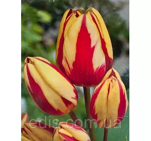 Тюльпан мультифлора Colour Spectacle 3 цибулинки 11/12 Тюльпан мультифлора Colour Spectacle 3 цибулинки 11/12